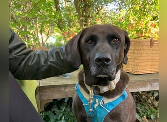 Oliver,  sanfter Schmusebär, ca. 5 Jahre, ca. 59 cm, ca. 35 kg *in 34127 Kassel*