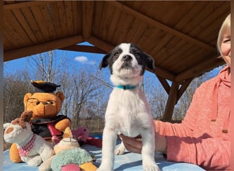 Michel, quirliger Herzensfreund, ca. 2 Monate, ca. 26 cm, ca. 5,7 kg