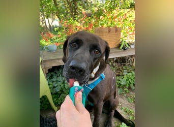 Oliver,  sanfter Schmusebär, ca. 5 Jahre, ca. 59 cm, ca. 35 kg *in 34127 Kassel*