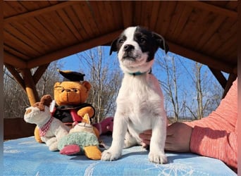 Michel, quirliger Herzensfreund, ca. 2 Monate, ca. 26 cm, ca. 5,7 kg