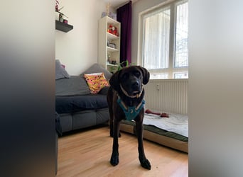 Oliver,  sanfter Schmusebär, ca. 5 Jahre, ca. 59 cm, ca. 35 kg *in 34127 Kassel*