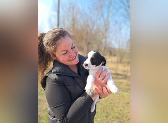 Michel, quirliger Herzensfreund, ca. 2 Monate, ca. 26 cm, ca. 5,7 kg