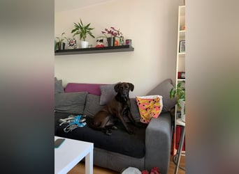 Oliver,  sanfter Schmusebär, ca. 5 Jahre, ca. 59 cm, ca. 35 kg *in 34127 Kassel*