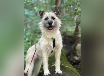 Laika sucht Dich