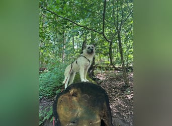 Laika sucht Dich
