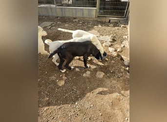 Tessa: möchte spielen, toben, lernen