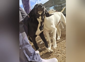 Tessa: möchte spielen, toben, lernen