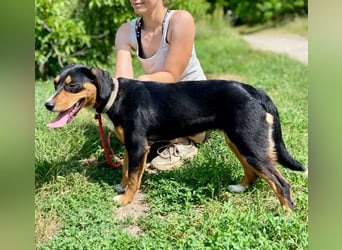 Süße, ausgeglichene Appenzeller ähnl. Junghündin, 7Mon
