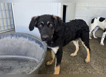 Castagniola: wann darf ich über Wiesen laufen?