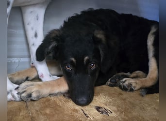 Castagniola: wann darf ich über Wiesen laufen?