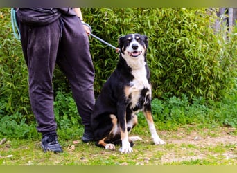 Unkomplizierter toller Rüde –> sucht ein Zuhause ~> GIUSEPPE