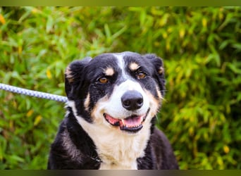 Unkomplizierter toller Rüde –> sucht ein Zuhause ~> GIUSEPPE