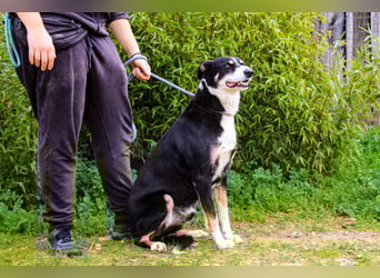 Unkomplizierter toller Rüde –> sucht ein Zuhause ~> GIUSEPPE