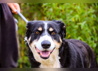 Unkomplizierter toller Rüde –> sucht ein Zuhause ~> GIUSEPPE