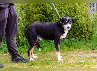 Unkomplizierter toller Rüde –> sucht ein Zuhause ~> GIUSEPPE