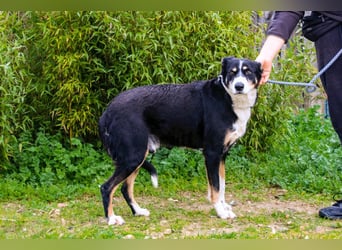 Unkomplizierter toller Rüde –> sucht ein Zuhause ~> GIUSEPPE