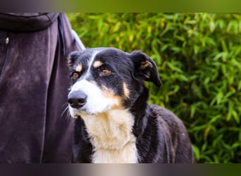 Unkomplizierter toller Rüde –> sucht ein Zuhause ~> GIUSEPPE