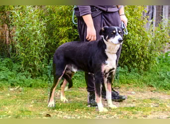 Unkomplizierter toller Rüde –> sucht ein Zuhause ~> GIUSEPPE