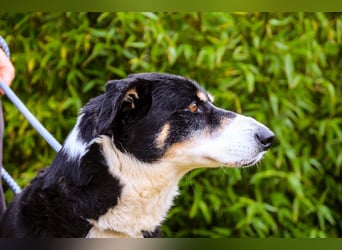 Unkomplizierter toller Rüde –> sucht ein Zuhause ~> GIUSEPPE