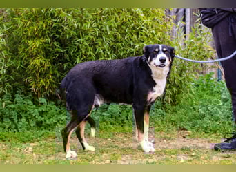 Unkomplizierter toller Rüde –> sucht ein Zuhause ~> GIUSEPPE