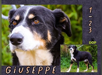 Unkomplizierter toller Rüde –> sucht ein Zuhause ~> GIUSEPPE