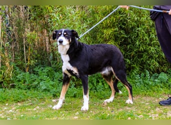 Unkomplizierter toller Rüde –> sucht ein Zuhause ~> GIUSEPPE