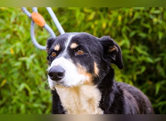 Unkomplizierter toller Rüde –> sucht ein Zuhause ~> GIUSEPPE