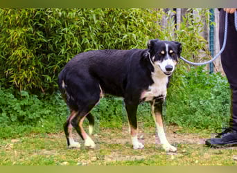 Unkomplizierter toller Rüde –> sucht ein Zuhause ~> GIUSEPPE
