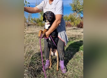 Miki, lieber Mischlingsrüde, ca. 2023 geboren, gut verträglich, aktiv