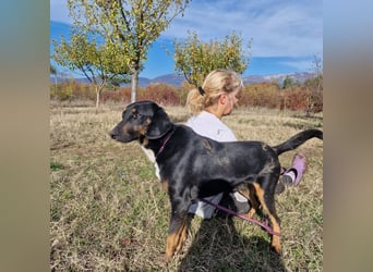 Miki, lieber Mischlingsrüde, ca. 2023 geboren, gut verträglich, aktiv