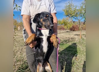 Miki, lieber Mischlingsrüde, ca. 2023 geboren, gut verträglich, aktiv