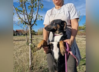 Miki, lieber Mischlingsrüde, ca. 2023 geboren, gut verträglich, aktiv