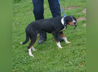Liebe Mischlingshündin „Rosalie“, ca. 2022/2023 geb., gut verträglich