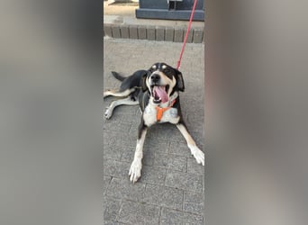 Kyro - auf Pflegestelle in der Eifel