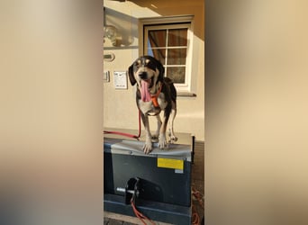 Kyro - auf Pflegestelle in der Eifel
