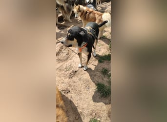 Kyro - auf Pflegestelle in der Eifel