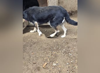 Benni - wartet schon sooo lange