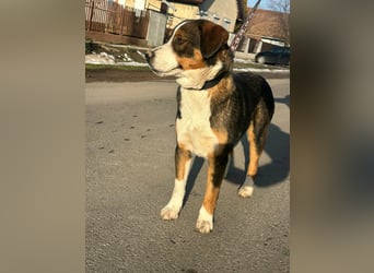 Nova, geboren 03.2025, 58cm sucht ihre Familie