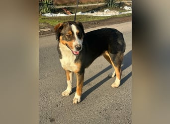 Nova, geboren 03.2025, 58cm sucht ihre Familie