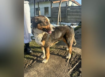 Nova, geboren 03.2025, 58cm sucht ihre Familie