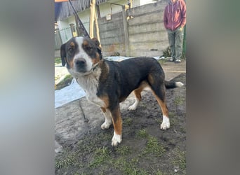 Nova, geboren 03.2025, 58cm sucht ihre Familie