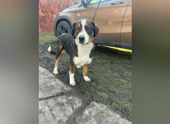 Nova, geboren 03.2025, 58cm sucht ihre Familie