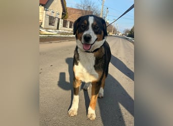 Nova, geboren 03.2025, 58cm sucht ihre Familie