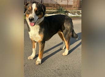 Nova, geboren 03.2025, 58cm sucht ihre Familie