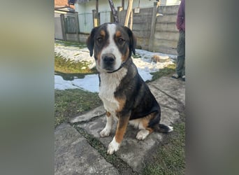 Nova, geboren 03.2025, 58cm sucht ihre Familie