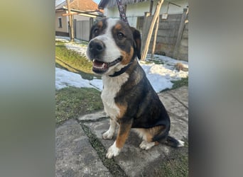 Nova, geboren 03.2025, 58cm sucht ihre Familie