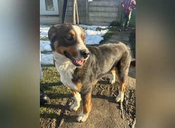 Nova, geboren 03.2025, 58cm sucht ihre Familie