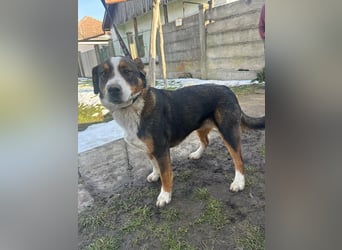 Nova, geboren 03.2025, 58cm sucht ihre Familie