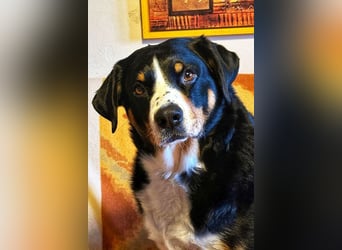 Bubi sucht seine zweite Chance – treuer Appenzeller-Mix möchte wieder ankommen