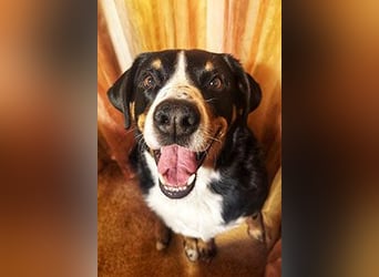 Bubi sucht seine zweite Chance – treuer Appenzeller-Mix möchte wieder ankommen